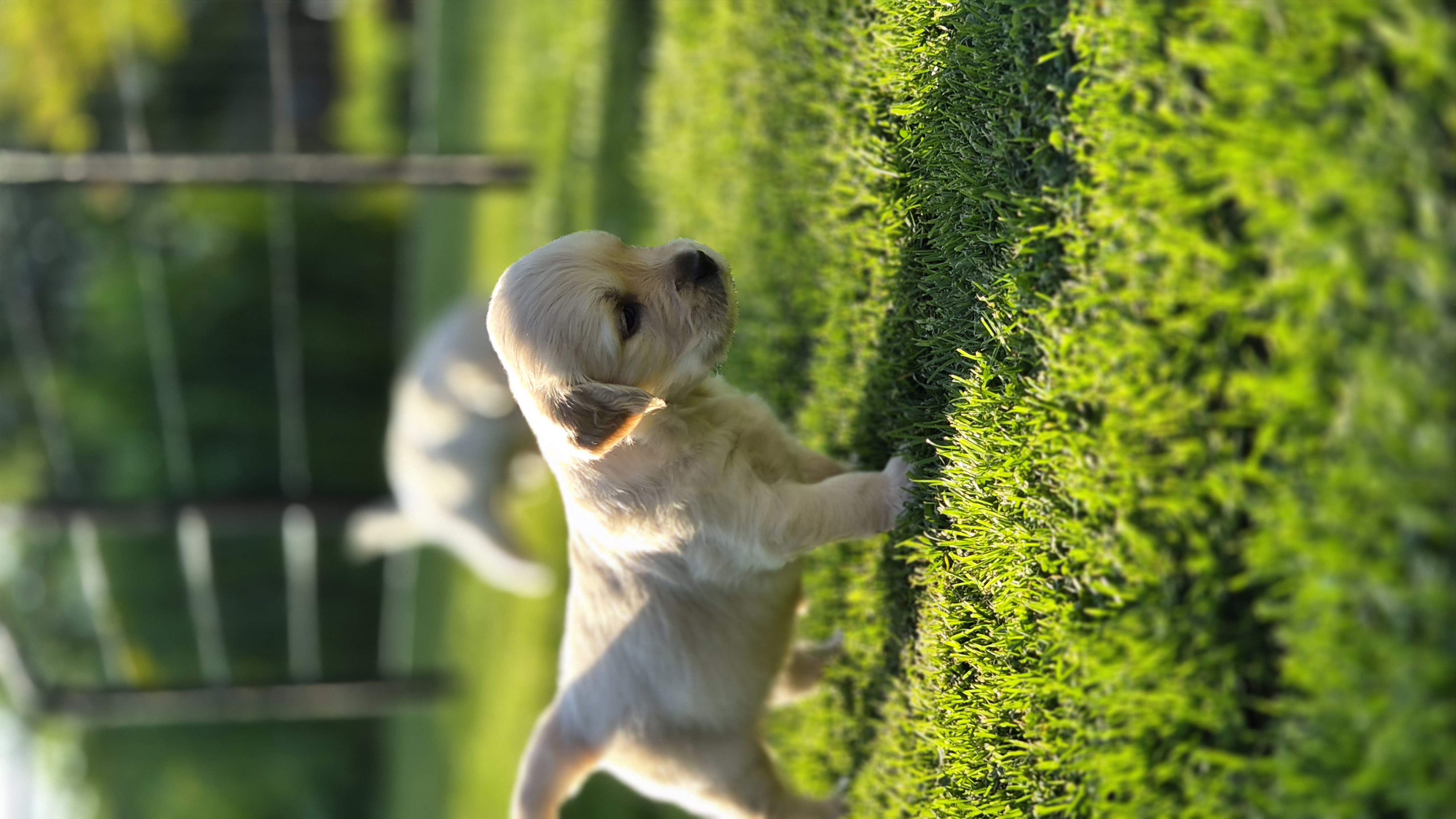 Golden Valley of Peace - Golden Retriever